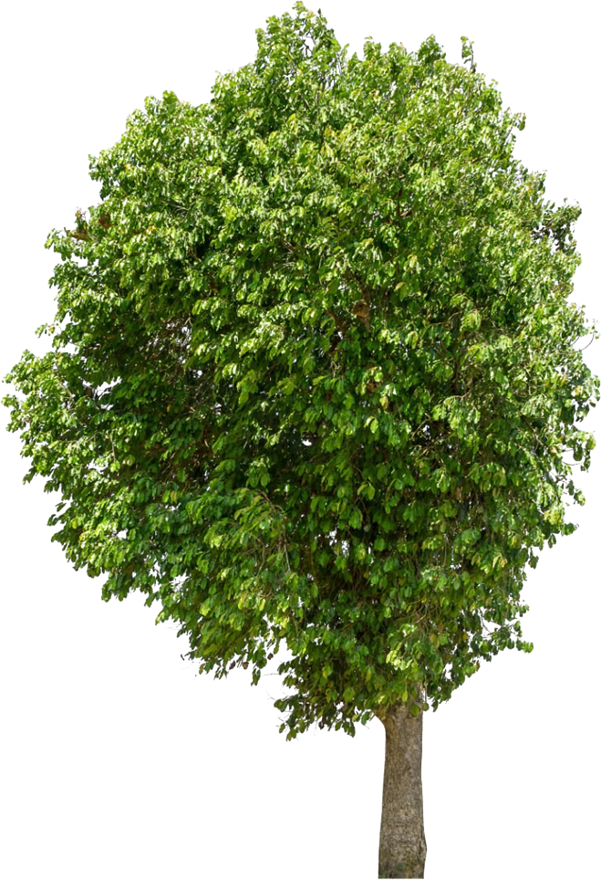 Left Tree